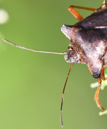 Pentatoma rufipes